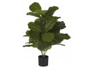 Fiddle leaf fig