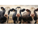 Triple cows canvas