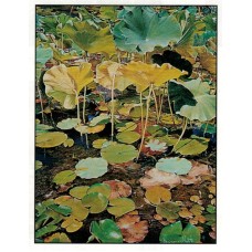 Nymphaea by Suzanne Mintel - Limited Edition Print